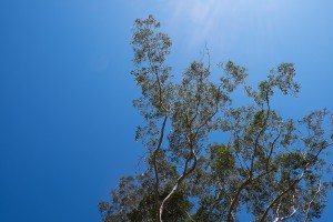 trees, kangaroo valley